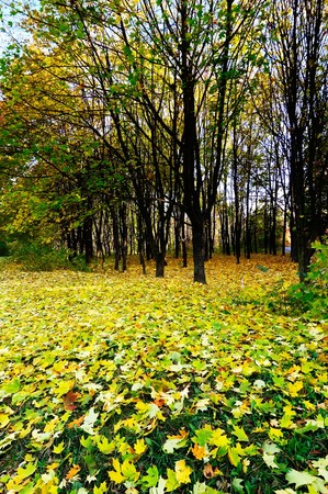 Golden autumn came in the grove.の写真素材