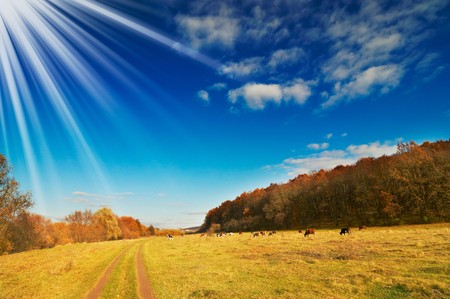 Cows on autumn pasture.の写真素材