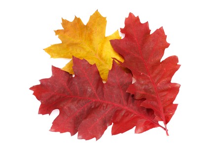 Three colorful oak leaves isolated on a white background.の写真素材