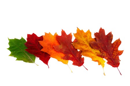 Six autumnal oak  leaves isolated on a white background.の写真素材