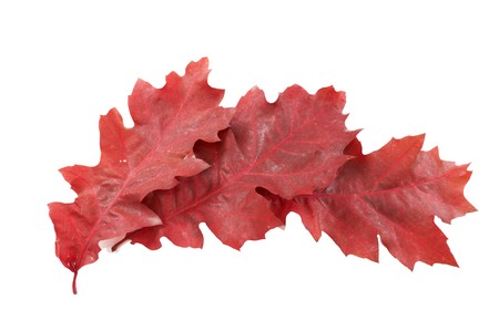 Three red oak leaves isolated on a white background.の写真素材