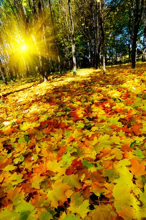 Amazing autumnal forest and nice sunset.の写真素材