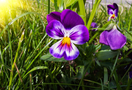 Wonderful pansy by springtime.の写真素材