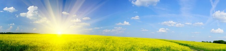 Beautiful panorama of golden rapefield and blue sky.の写真素材