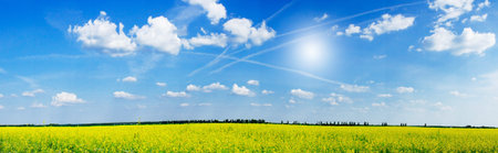 Golden rapeseed field under blue sky and sun.の写真素材