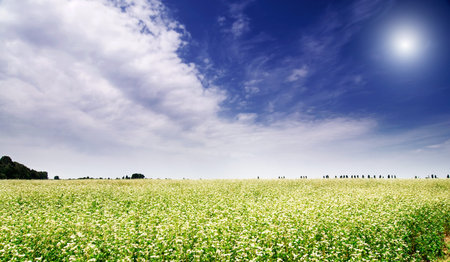 The wonderful field of buckwheat before the rain. 