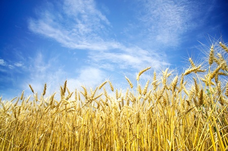 Summer view of ripe wheat.の写真素材