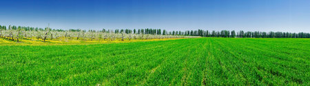 Panorama of apple garden and green field by spring の写真素材