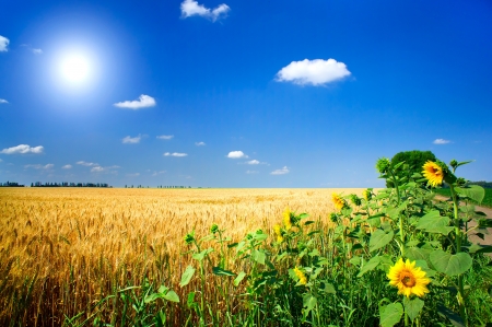 Amazing summer landscape with cereals field,sunflowers  and fun sun.      

の写真素材