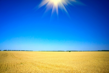 Wonderful  summer landscape with cereals field       の写真素材
