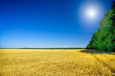 Fun sun and field full of wheat by summertime の写真素材