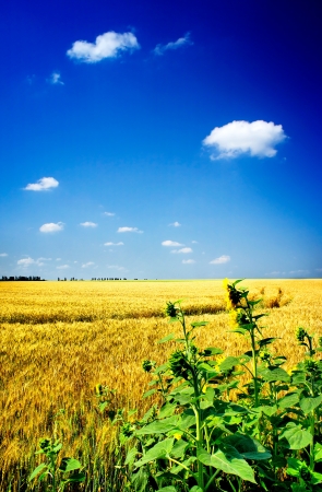 Amazing summer landscape with cereals field and sunflowers    の写真素材