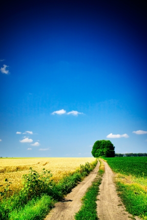 Vibrant summer landscape with cereals field    の写真素材