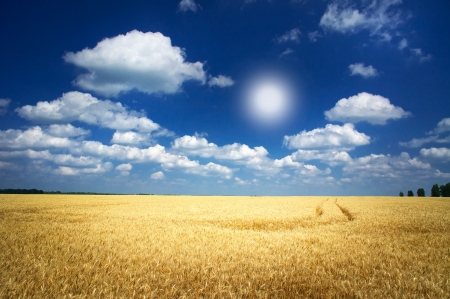 Fun sun and field full of wheat by summertime.の写真素材