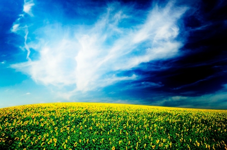 Wonderful hilly  field of sunflowers by summertime   の写真素材