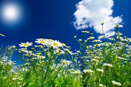 Silence camomiles,sun and blue sky.の写真素材