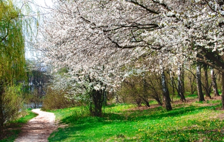 Wonderful blooming of trees by springtime.の写真素材