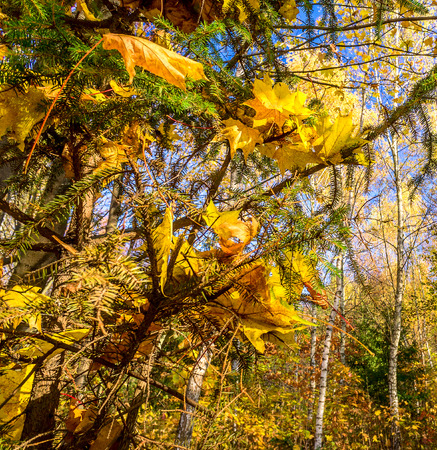 Wonderful autumnal grove.  Golden fallen leaves on the trees.の写真素材
