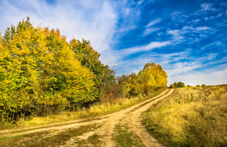 Autumnal view of wonderful  trees and blue sky.の写真素材
