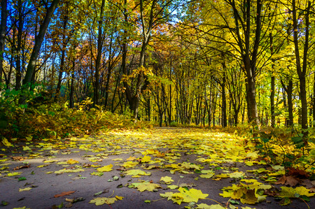 Walkway in the wonderful autumn wood.の写真素材