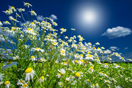 Wonderful camomiles,sunbeams against blue sky background.の写真素材