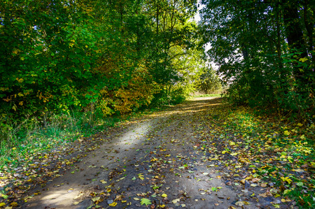 Road covered autumns by foliage.の写真素材