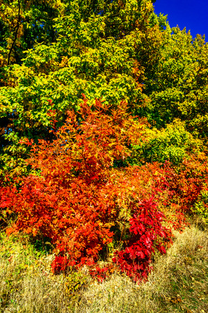Golden autumn in the guests came to the forest.の写真素材