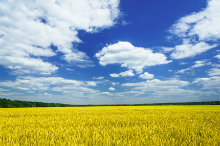 Amazing summer landscape with cereals field and funny clouds.の写真素材