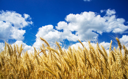 Golden, ripe wheat against blue sky background.の写真素材