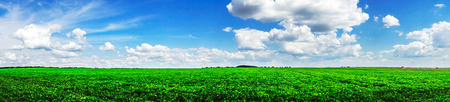 Beautiful cultivated soy field in the summer.の写真素材