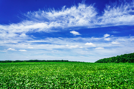 Wonderful cultivated soy field by early summer.の写真素材