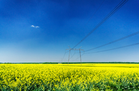 Golden rapeseed field under the blue sky.の写真素材