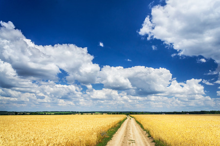 Beautiful landscape with cereals field and blue sky.の写真素材