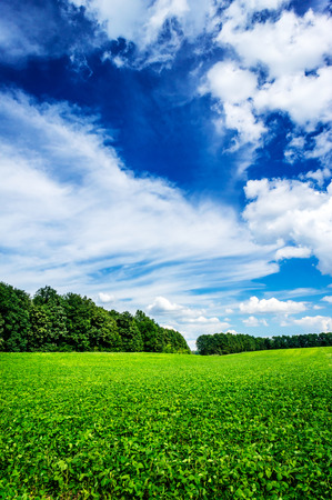 Nice cultivated soy field by early summer.の写真素材