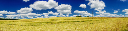 Panorama of ripened wheat field.の写真素材