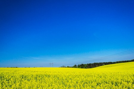 Fine view of  rapefield and blue sky.の写真素材