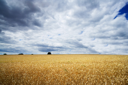 Golden field of wheat against blue sky and clouds.の写真素材