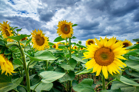 Plantation of sunflowers and stormy sky.の写真素材