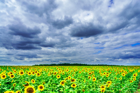 Wonderful summer field of sunflowers and stormy blue sky.の写真素材