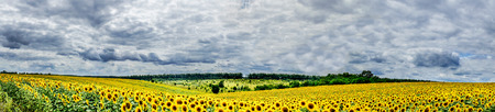 Amazing panoramic view  field of sunflowers by summertime.の写真素材