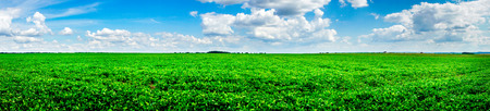 Nice panorama of of soy plants.の写真素材