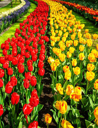 Fresh blooming tulips in the nice spring garden.Keukenhof.の写真素材