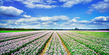 Magnificent field of tulips in Holland.の写真素材