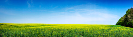 Wonderful panorama of rapefield.