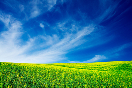 Vibrant rapefield and blue sky.の写真素材