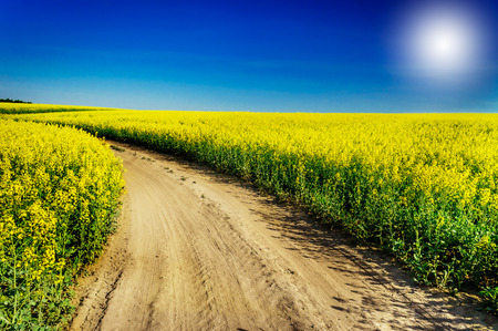 Countryside road and golden field of rapeseeds.の写真素材