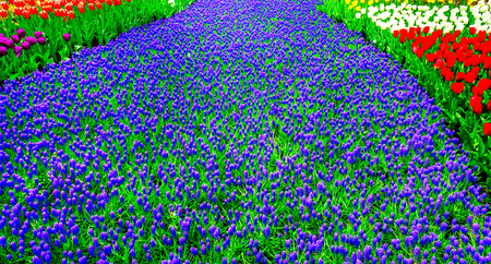 Wonderful flowerbed with colorful hyacinths and tulips. Keukenhof Park, Lisse in Holland.の写真素材