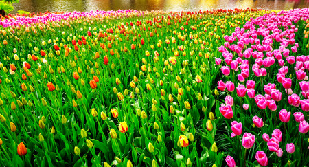 Fresh blooming tulips near pond in the nice spring garden.Keukenhofの写真素材