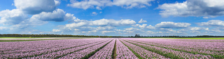 Panorama of nice  rows  purple tulips in the field. Netherlands.の写真素材