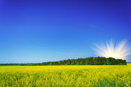 Fine field  of yellow rapefield and green copse.の写真素材